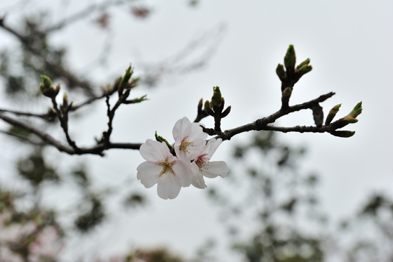 吴羽上海碳纤维工厂樱花节活动