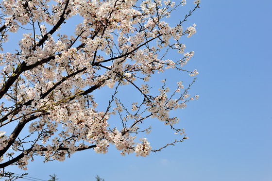 吴羽上海碳纤维工厂樱花节活动
