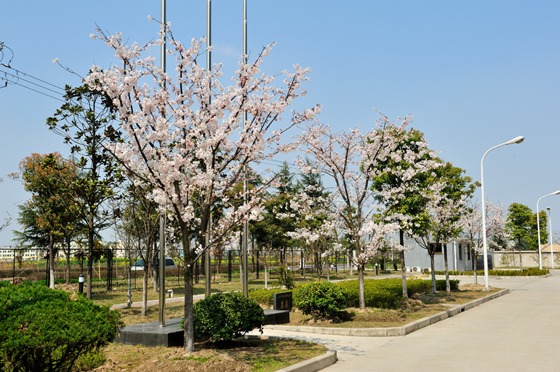 吴羽上海碳纤维工厂樱花节活动